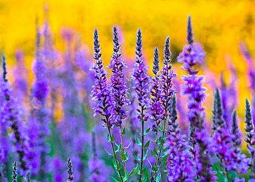 《微软飞行模拟》玩家超过了1200万